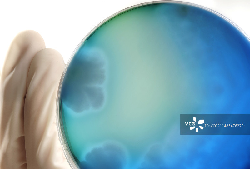 蜡样芽孢杆菌培养图片素材