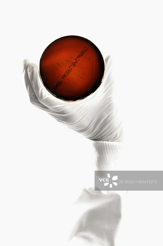 细菌研究图片素材