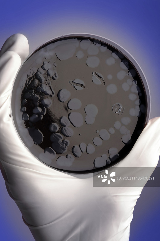 军团菌细菌培养图片素材