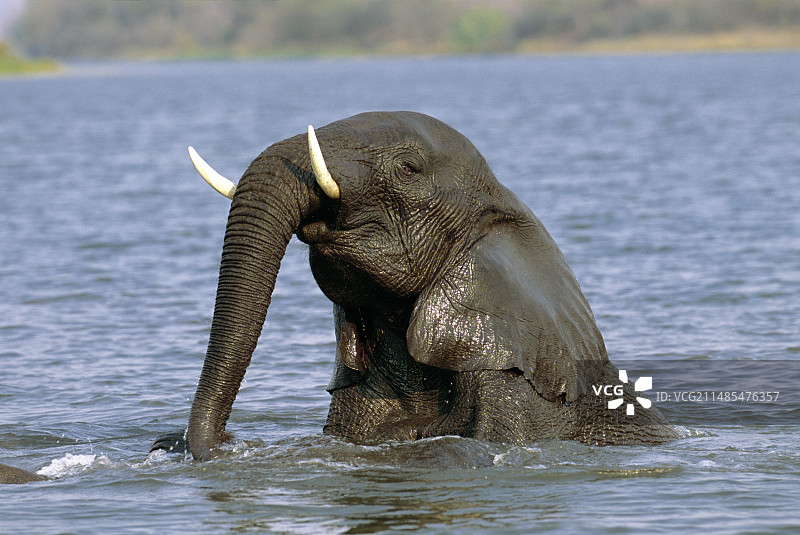 游泳的大象图片素材
