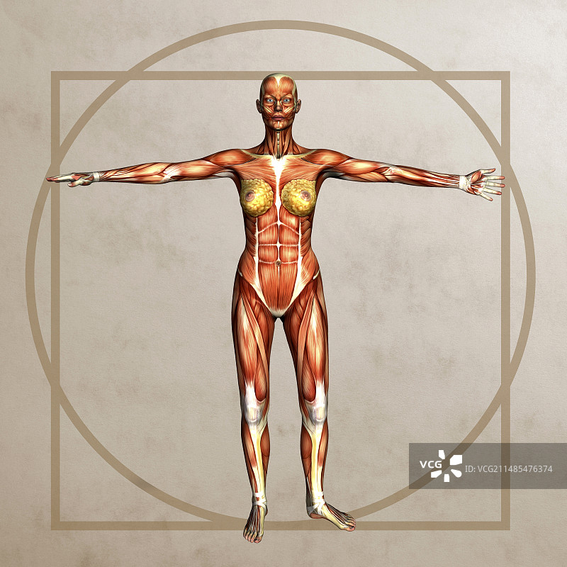 女性肌肉线条艺术作品图片素材