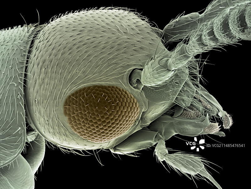 隐翅虫（扫描电子显微镜）图片素材