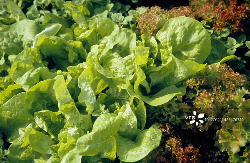 有机生菜图片素材