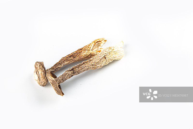 鹿茸菌图片素材