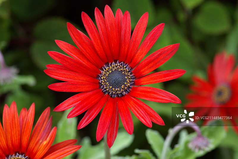 火焰非洲菊图片素材