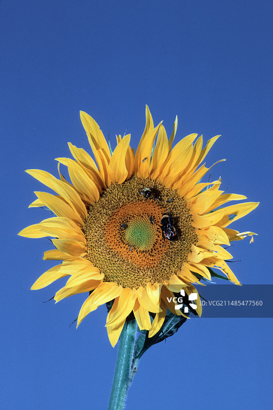 熊蜂给向日葵授粉图片素材
