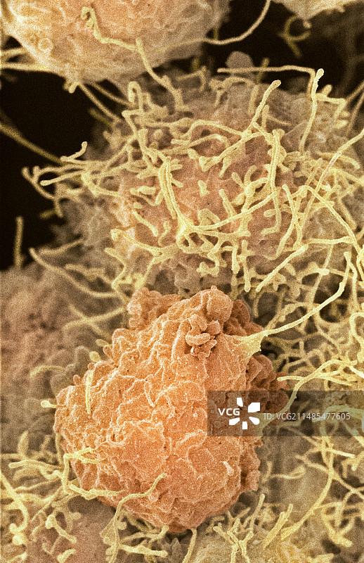 干细胞，扫描电子显微镜图片素材