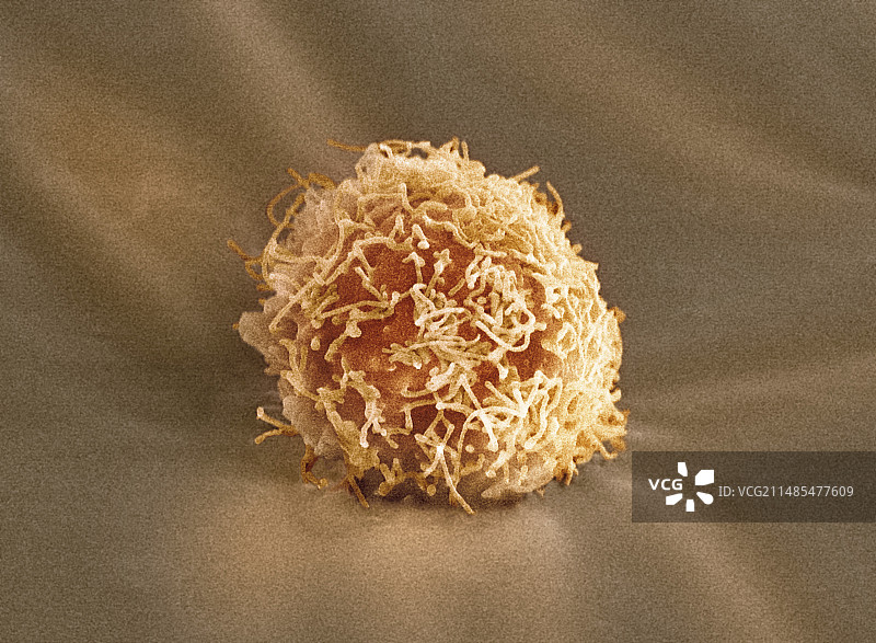 干细胞扫描电镜图图片素材