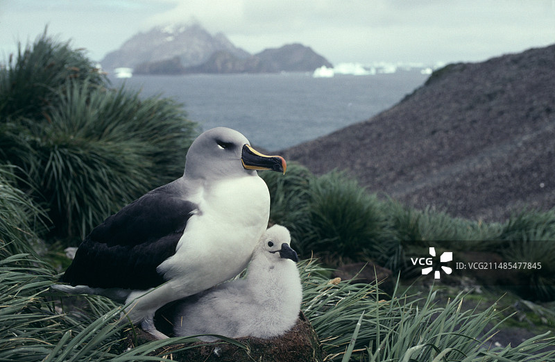灰头信天翁和幼鸟图片素材