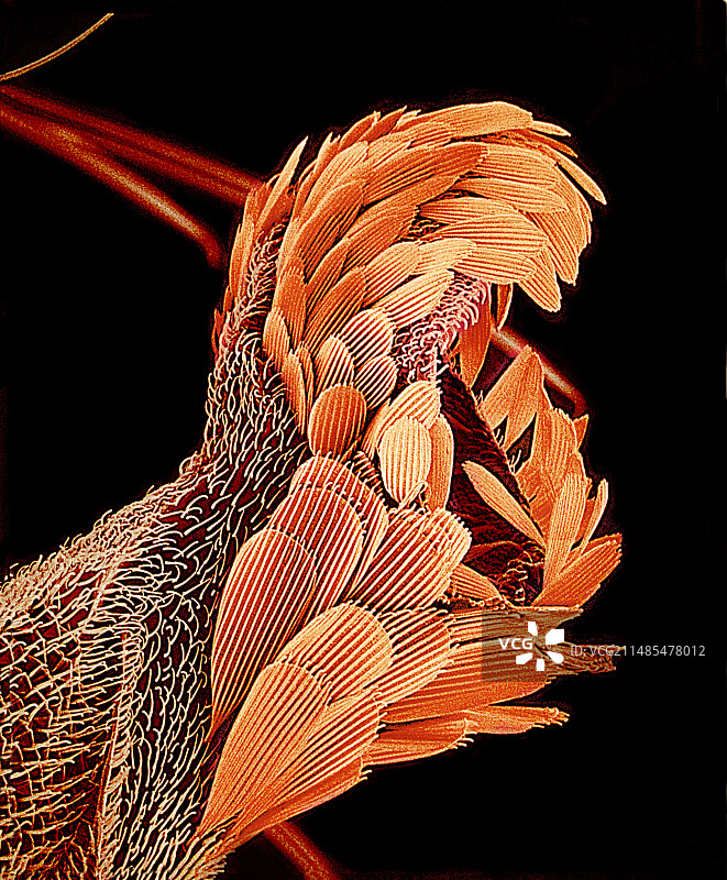 蚊子平衡器官扫描电镜图图片素材