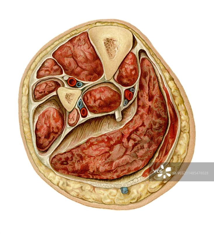 小腿横截面，艺术作品图片素材