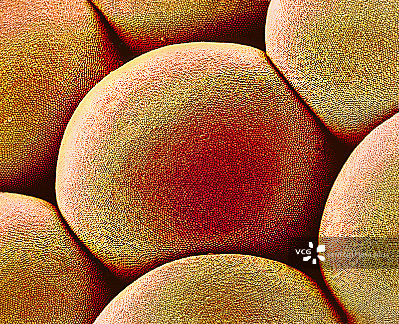 蛾眼晶状体扫描电镜图图片素材