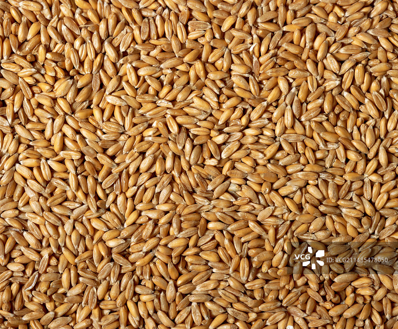 斯佩尔特小麦颗粒图片素材