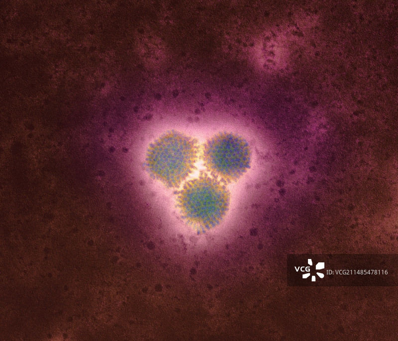 腺病毒图片素材