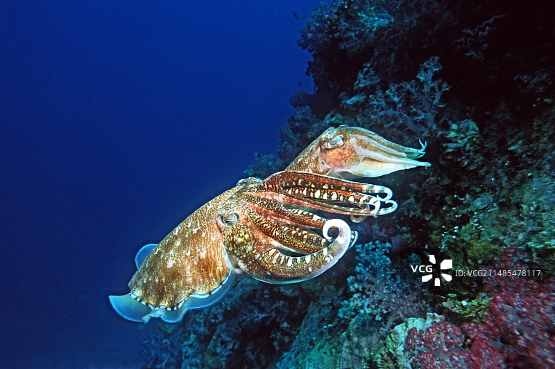 法老乌贼的繁殖图片素材