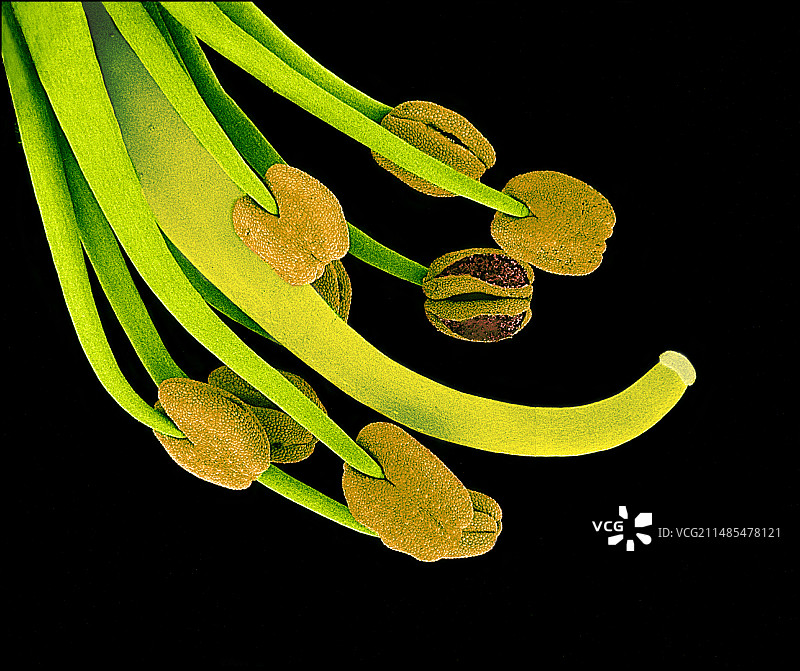 紫荆花，扫描电镜图片素材