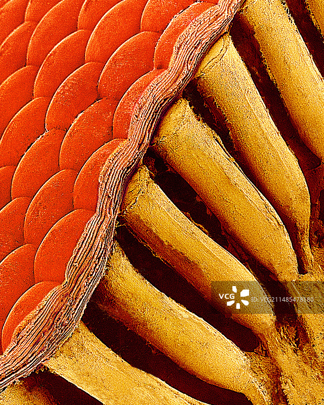 飞蛾的眼睛，扫描电子显微镜图片素材