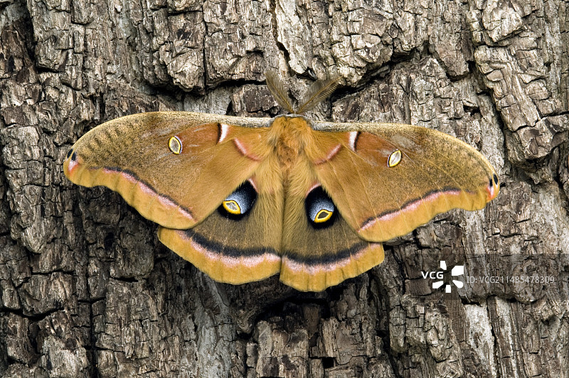 雄性大蚕蛾图片素材