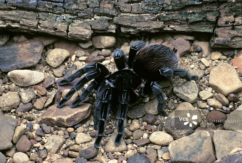 墨西哥红 rump 狼蛛图片素材