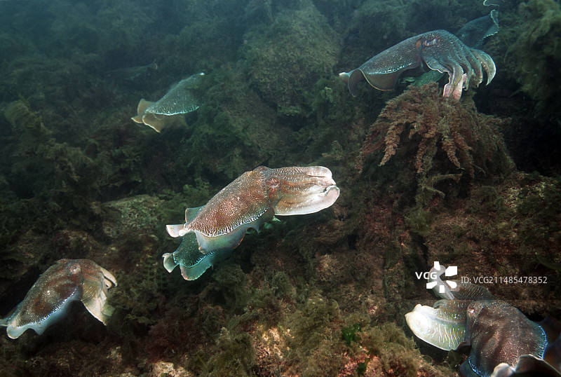 巨型乌贼图片素材
