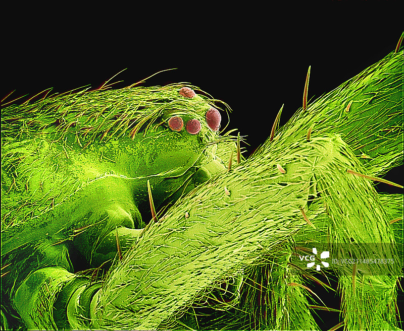 蜘蛛扫描电镜图图片素材