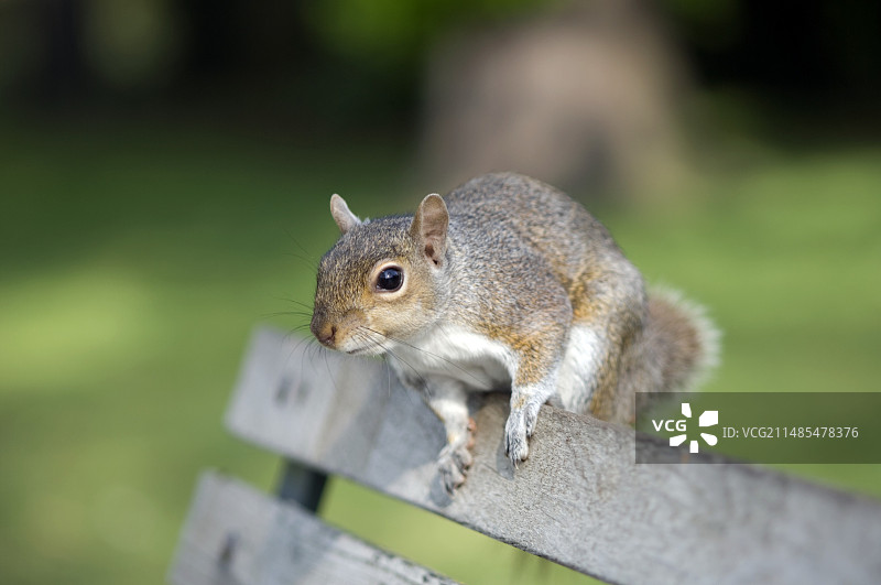 灰色的松鼠图片素材
