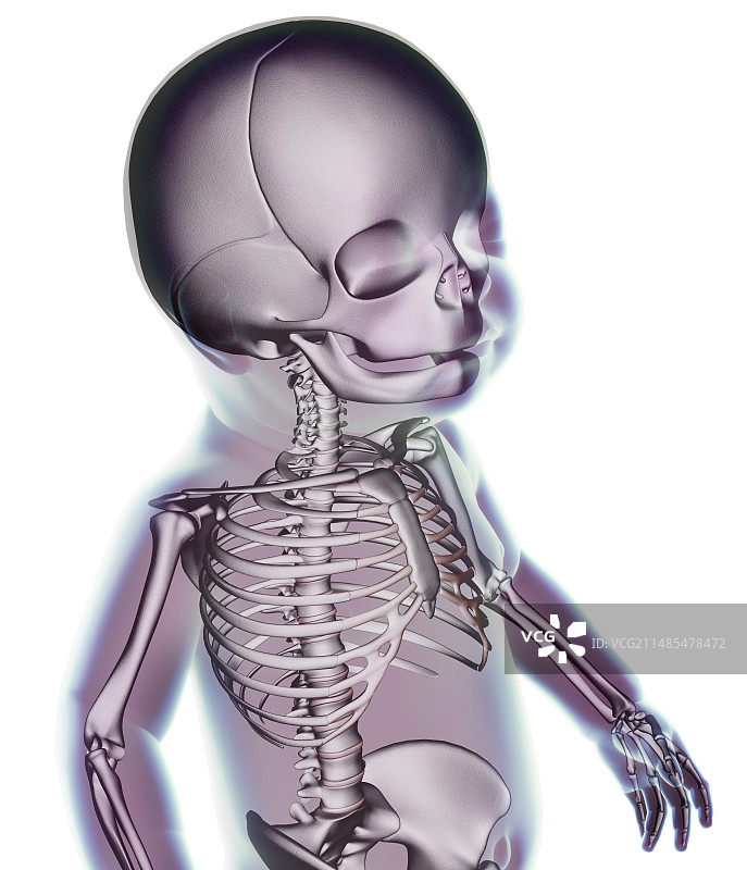 人类婴儿解剖艺术作品图片素材
