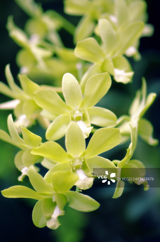 石斛兰图片素材