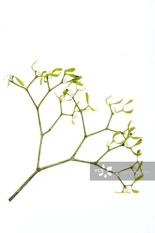 槲寄生图片素材