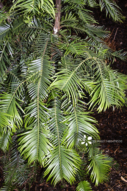 瓦勒迈松图片素材