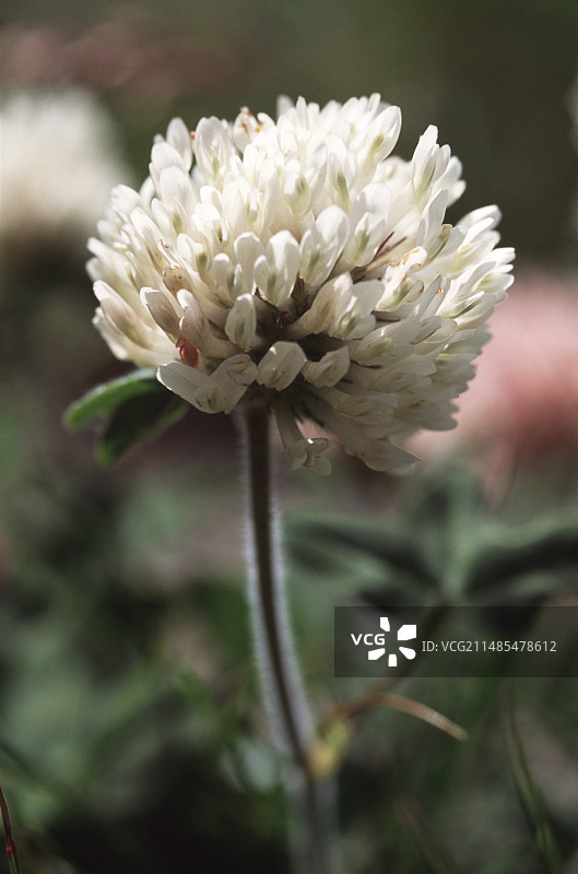 三叶草花图片素材