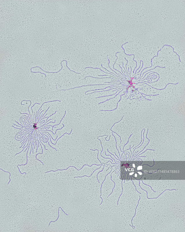 原生动物DNA，透射电镜图片素材