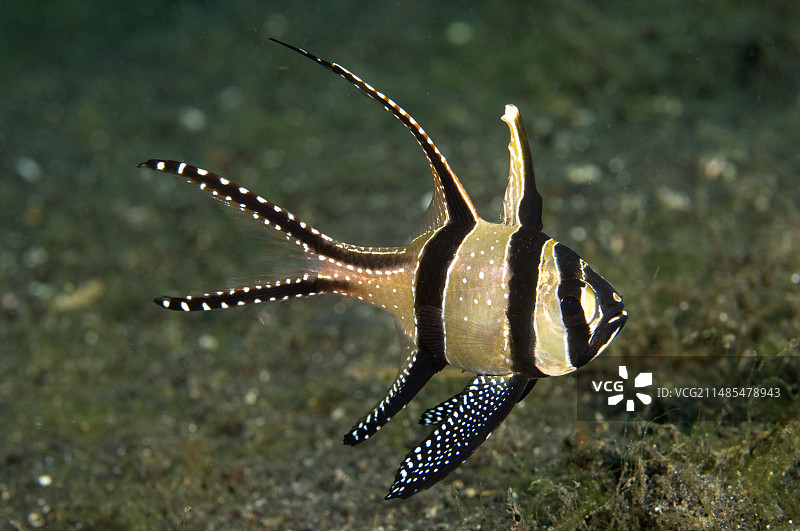 邦盖海丁鱼图片素材