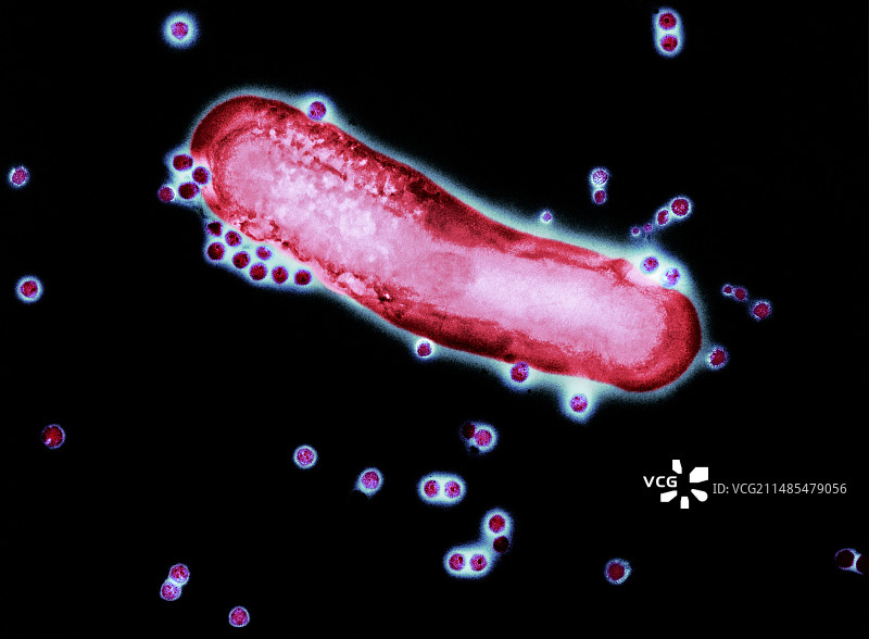 腺病毒颗粒和细菌，TEM图片素材