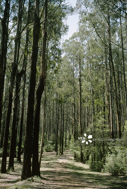 花楸树林地图片素材