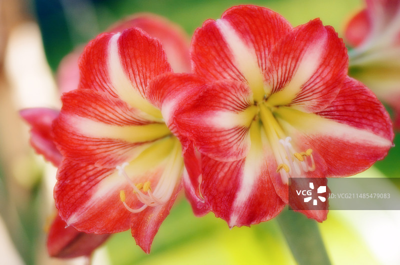 孤挺花图片素材