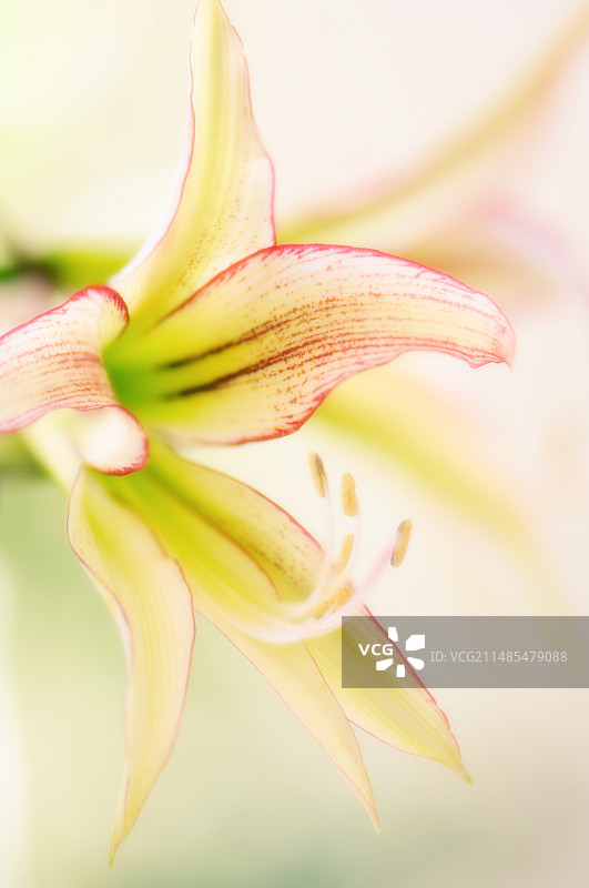 孤挺花图片素材