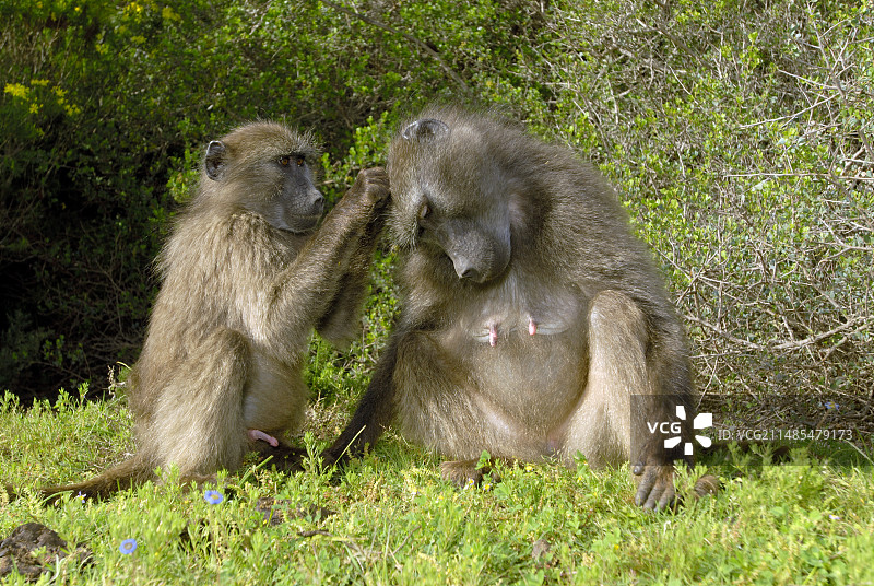豚尾狒互相梳理毛发图片素材