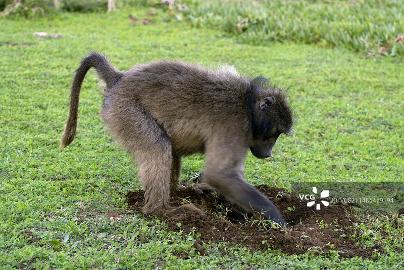 挖掘中的豚尾狒狒图片素材