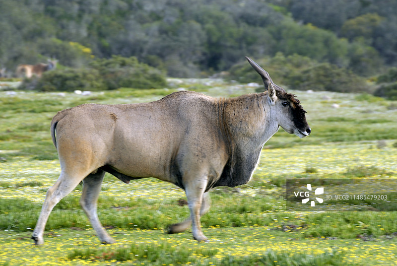 雄性巨羚图片素材