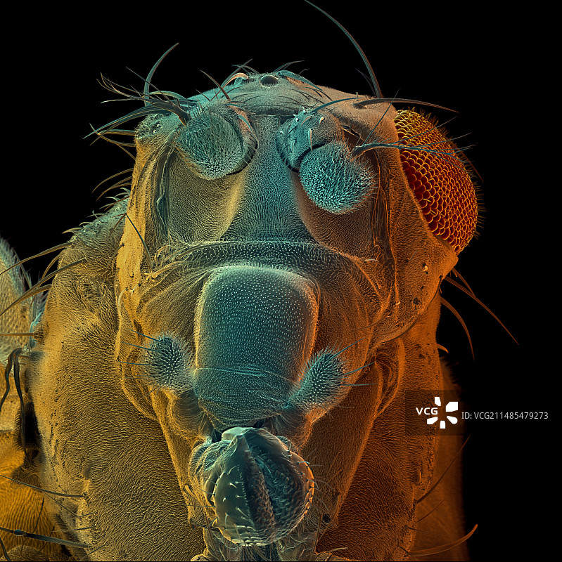 突变果蝇扫描电镜图图片素材