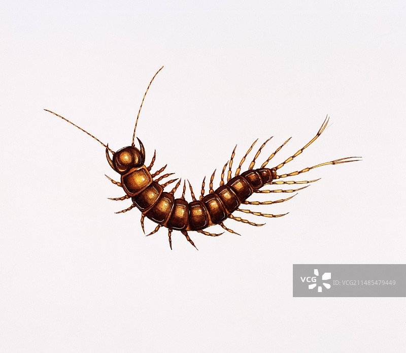 蜈蚣图片素材