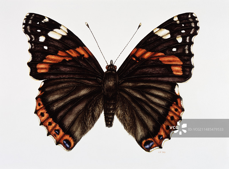 红色蛱蝶图片素材