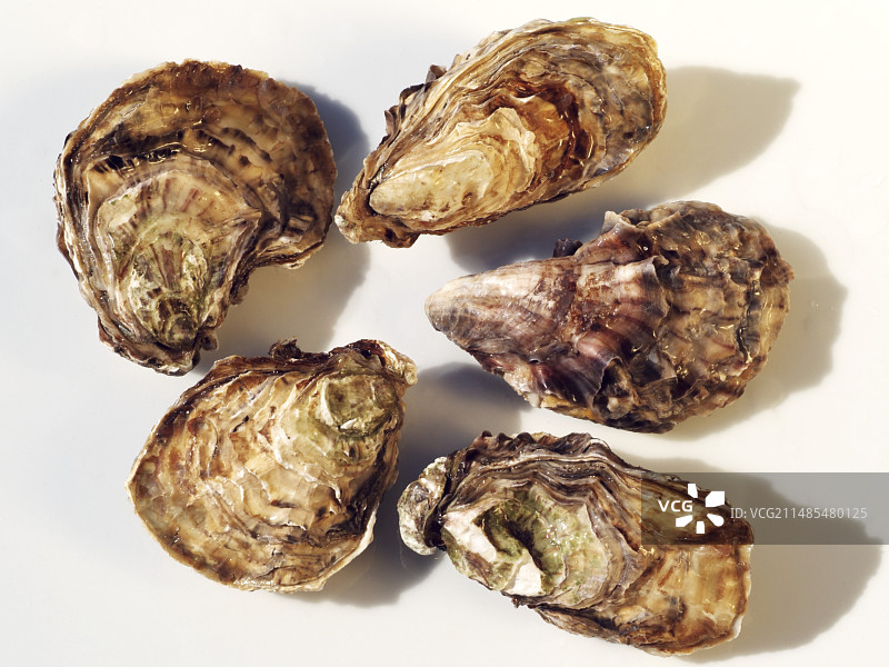 牡蛎图片素材