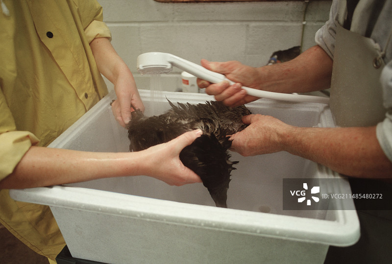 被石油覆盖的鸟图片素材