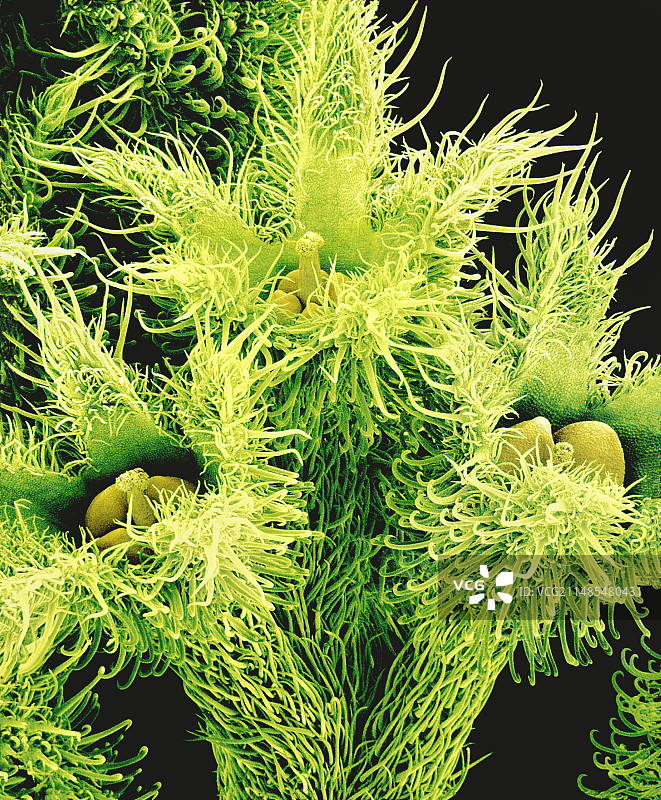 花卉，扫描电镜图图片素材