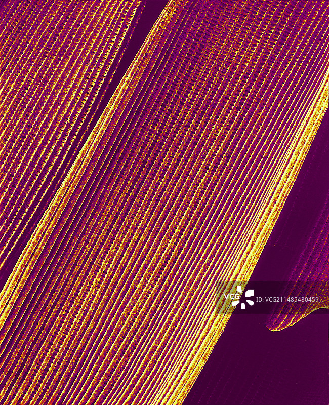 蝴蝶翅膀扫描电镜图图片素材