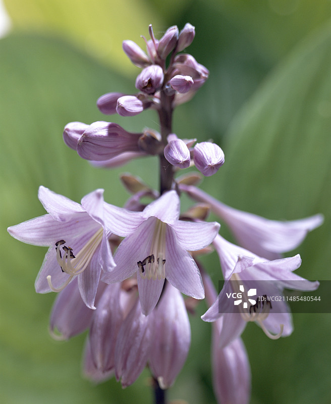 玉簪花图片素材