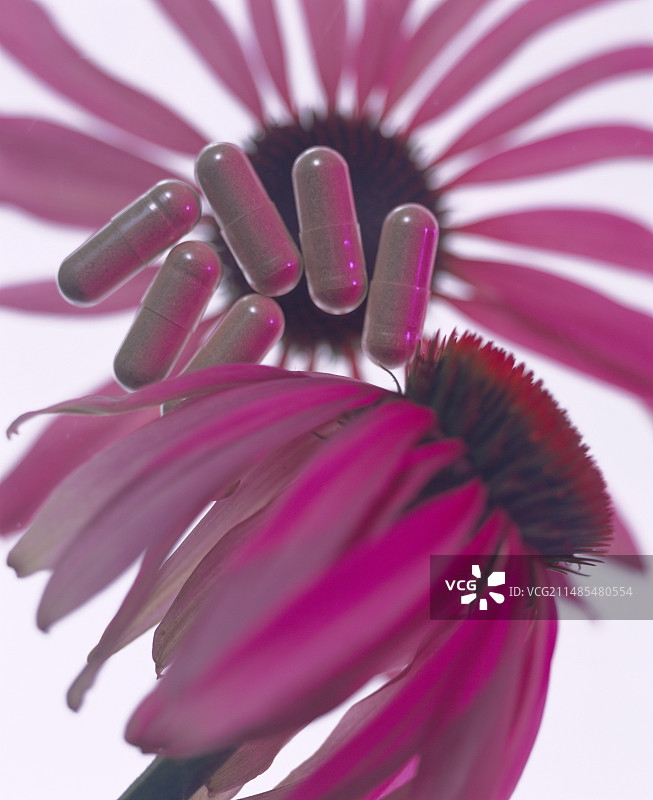 紫锥花与花苞图片素材