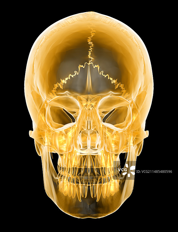 头骨电脑艺术品图片素材